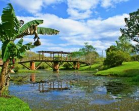 Jardim Botânico e Parque Henry Paul, em Timbó, reabrem para visitação