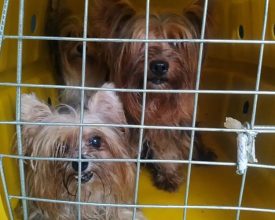 PM fecha cativeiro de cães em situação de maus-tratos, em Itajaí