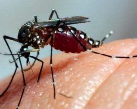 Sinal de alerta para a dengue