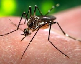 Pomerode tem 32 focos do mosquito da dengue na cidade