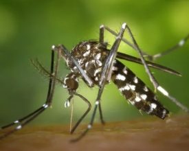 Pomerode tem 10 casos confirmados de dengue
