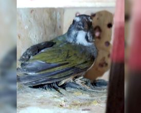 40 pássaros silvestres são resgatados na BR-282, em Palhoça