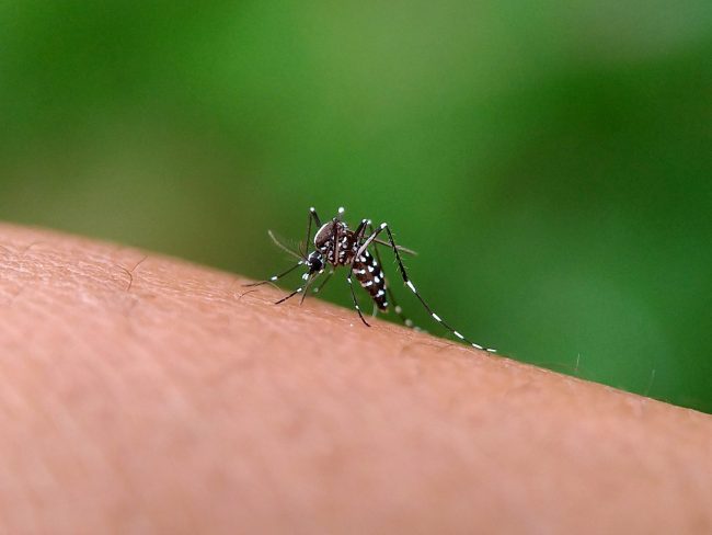 Pomerod confirma primer caso de dengue en 2024