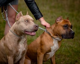 pit bull