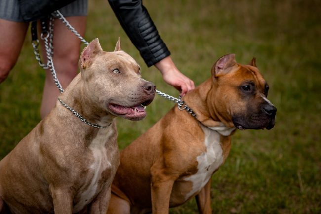 pit bull