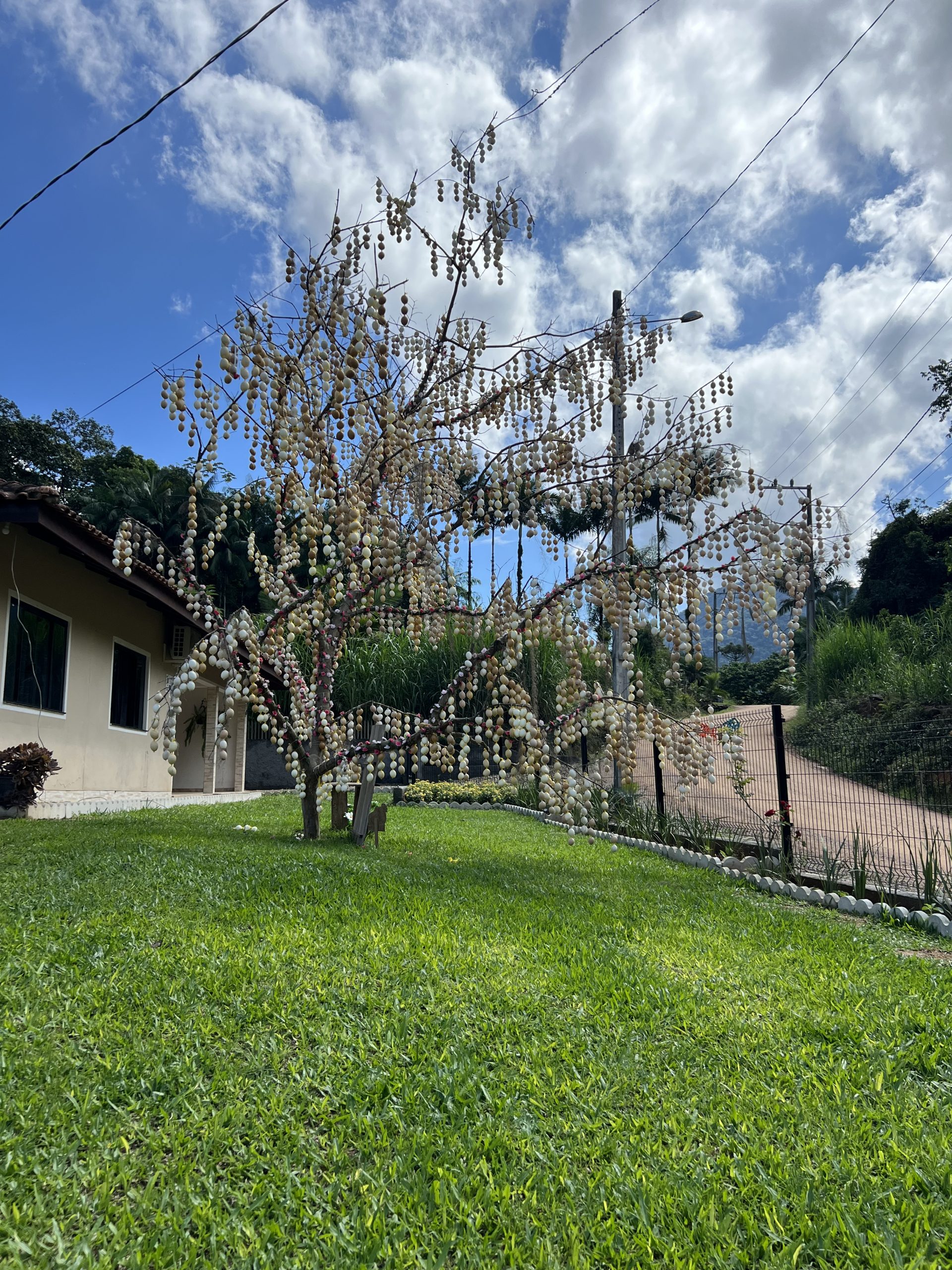 Vencedora da categoria Maior Árvore - Elrita Towe