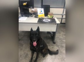 VÍDEO: 3º cão com mais operações na Polícia Civil se despede da força