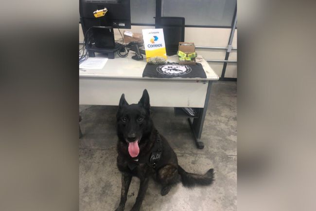 VÍDEO: 3º cão com mais operações na Polícia Civil se despede da força