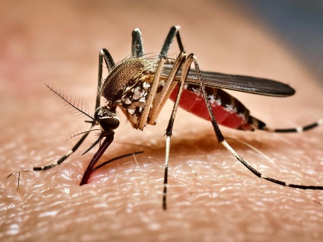 Pomerode segue sem registrar casos de dengue em 2026; nova vacina contra a doença deve chegar em breve
