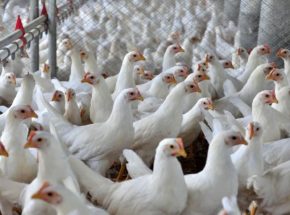 Indústria de alimentos de Santa Catarina cresceu quatro vezes mais do que a média nacional em 2025