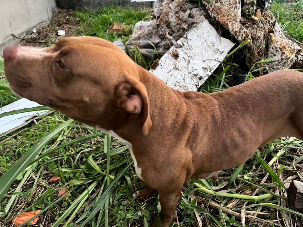Cachorros foram encontrados em ambiente insalubre e desnutridos - Foto: Divulgação