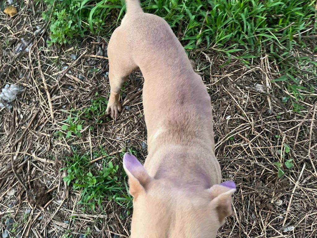 Cachorros foram encontrados em ambiente insalubre e desnutridos - Foto: Divulgação