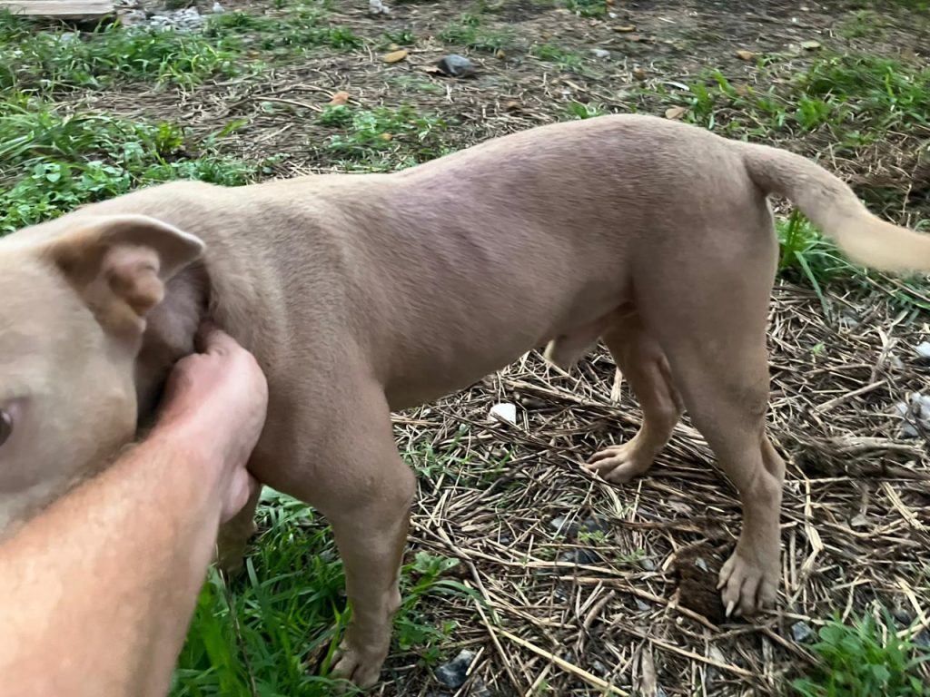 Cachorros foram encontrados em ambiente insalubre e desnutridos