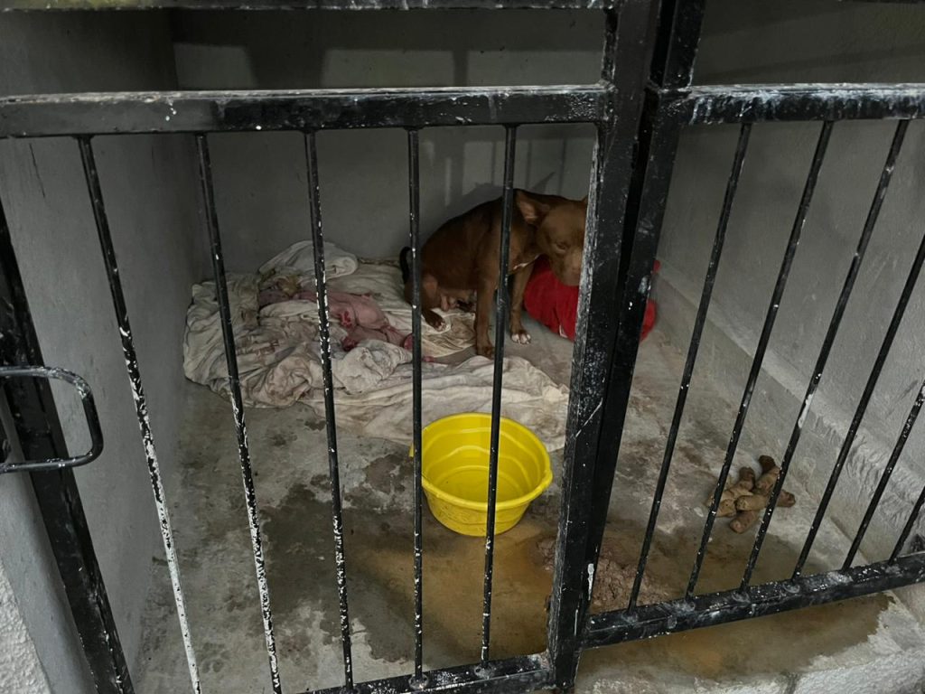 Cachorros foram encontrados em ambiente insalubre e desnutridos - Foto: Divulgação