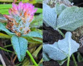Serra Catarinense amanhece com geada e registra temperaturas abaixo dos 0º