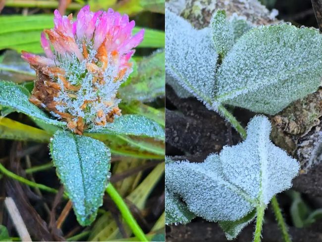 Serra Catarinense amanhece com geada e registra temperaturas abaixo dos 0º