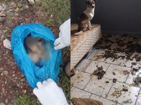 Cadeirante abandonada e animais em estado de decomposição são encontrados em residência totalmente insalubre em Indaial