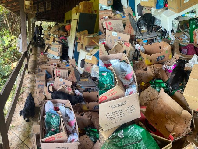 Homem que mantinha mais de 35 animais em ambiente totalmente precário é preso em Blumenau