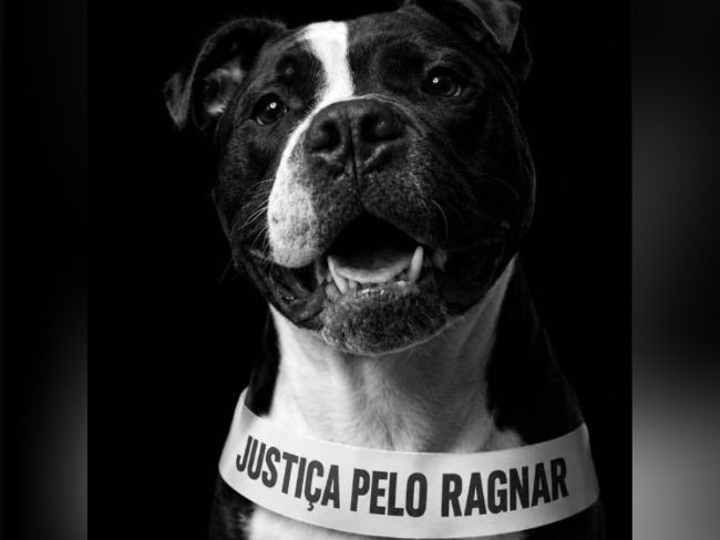 'Justiça pelo Ragnar' pitbull é morto a pauladas e machadadas por dois homens em Blumenau