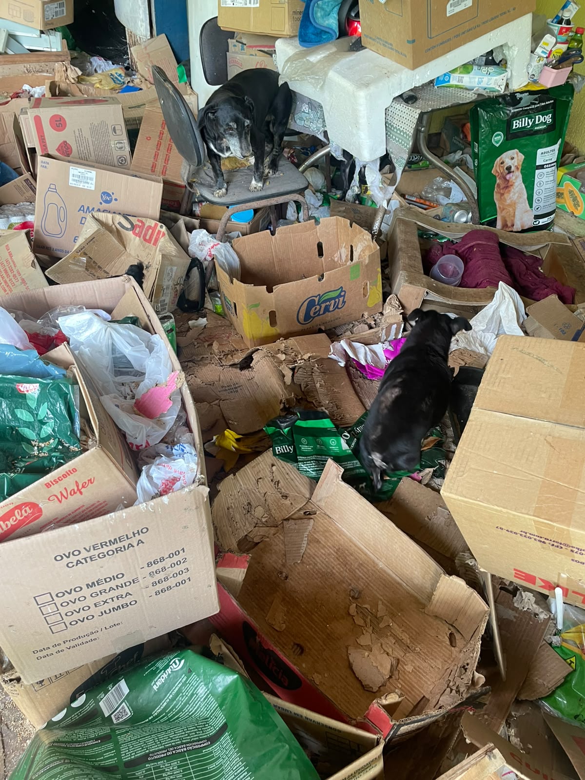 Veja como estava casa onde viviam mais de 35 animais em Blumenau - Foto: Divulgação/PCSC