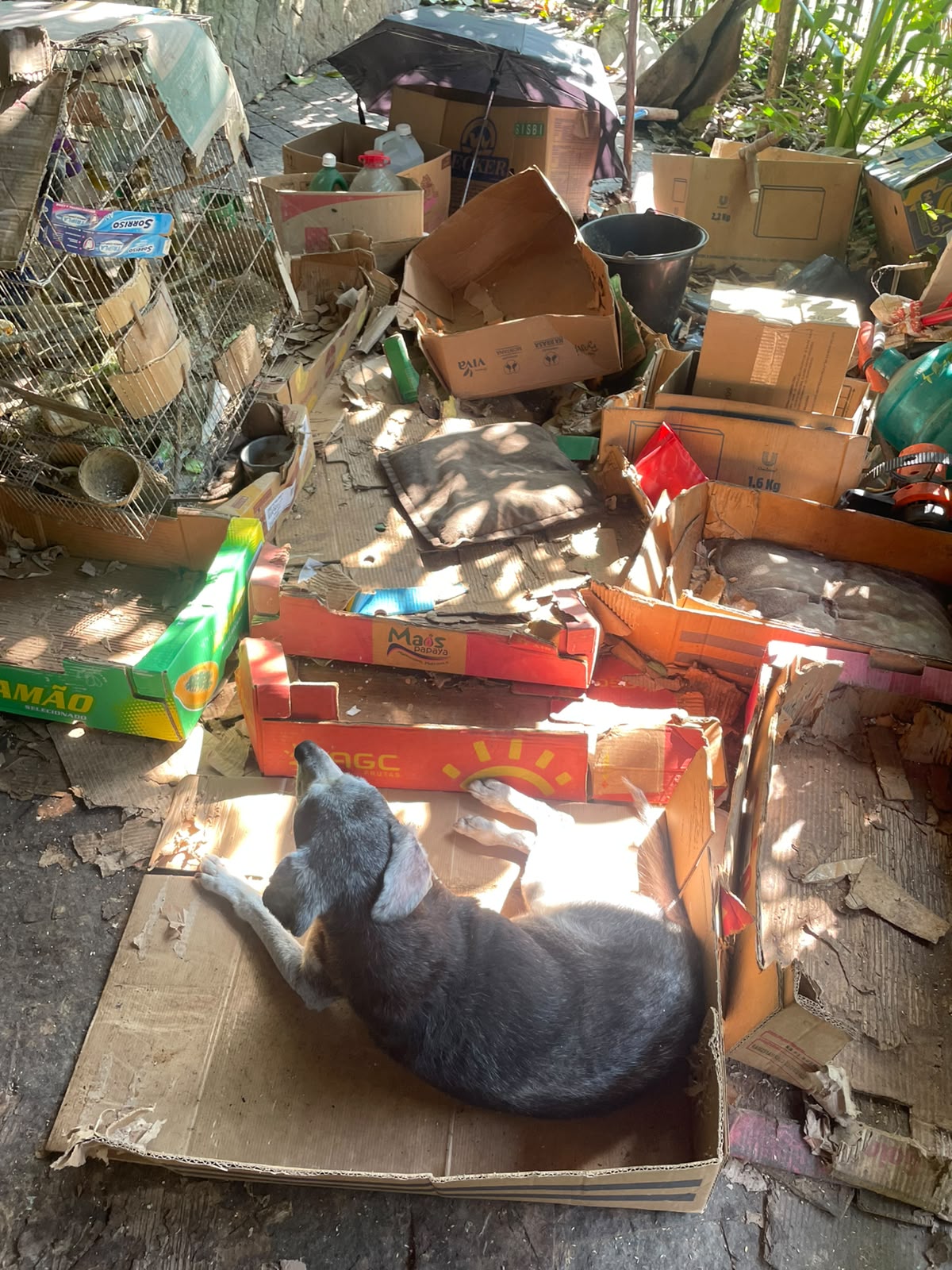 Veja como estava casa onde viviam mais de 35 animais em Blumenau - Foto: Divulgação/PCSC