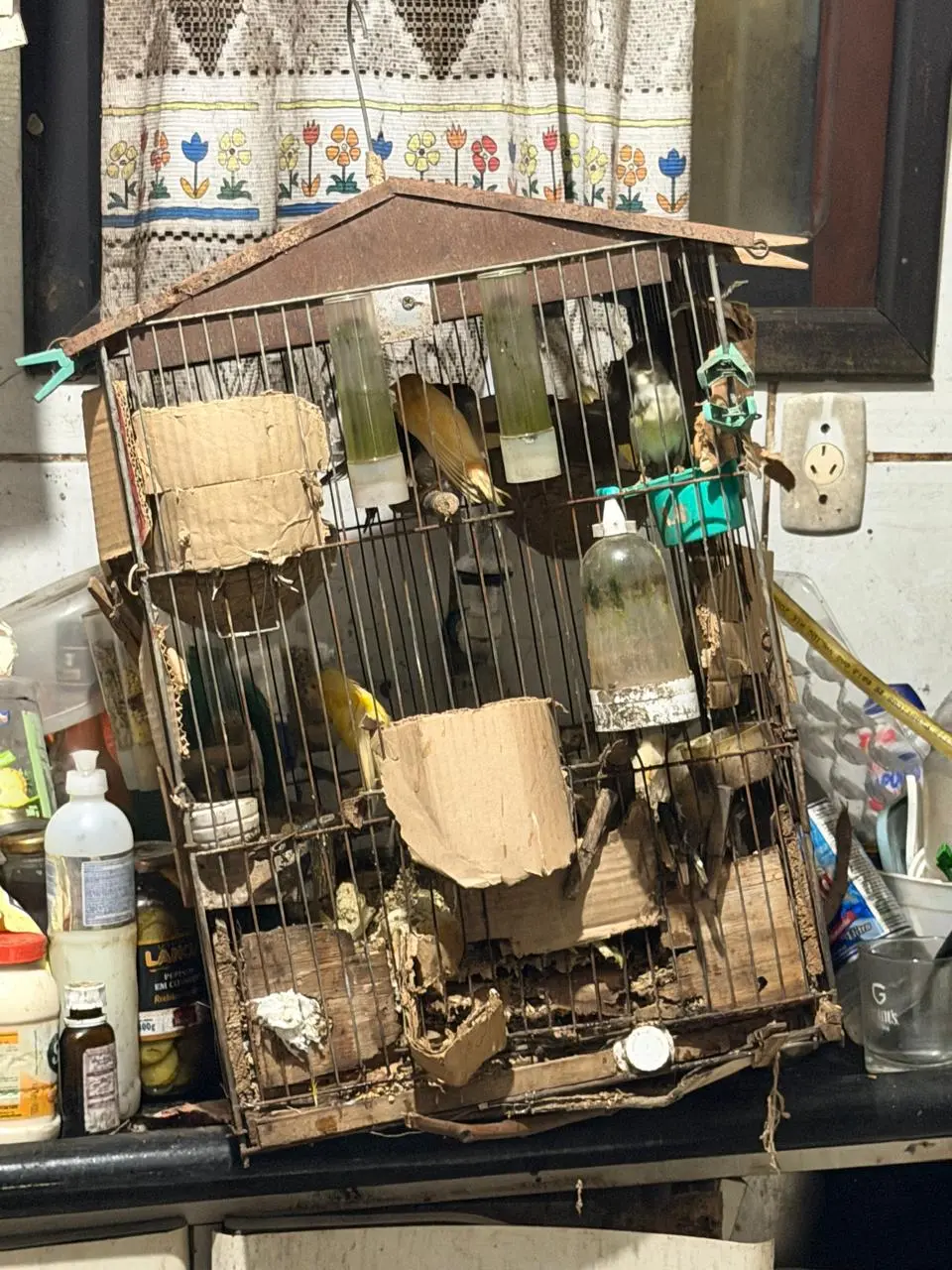 Veja como estava casa onde viviam mais de 35 animais em Blumenau - Foto: Divulgação/PCSC